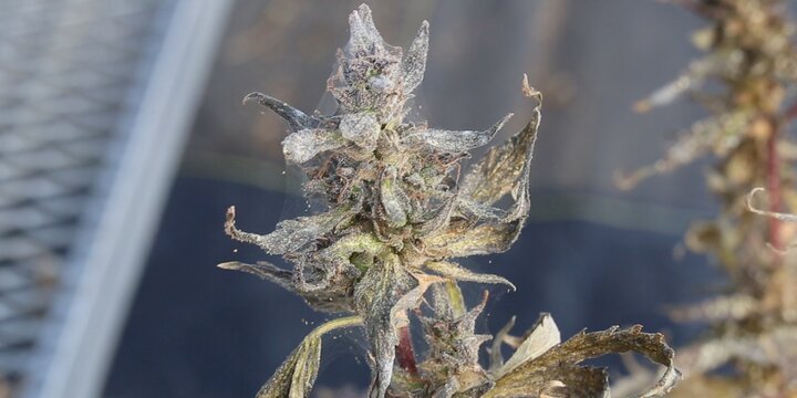 Botrytis on Cannabis Plant