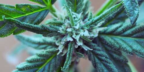 Zoomed In Cannabis Plant